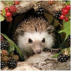 1 Pakje papieren lunch servetten - Hedgehog - Egel - Herfst